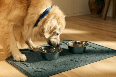 8 Best Dog Food Mats for Messy Eaters in 2025