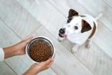8 Best Probiotics for Sensitive Stomach Dogs in 2025