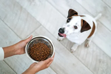 8 Best Probiotics for Sensitive Stomach Dogs in 2025