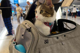 8 Best Airline Approved Pet Travel Carriers in 2025