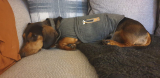 8 Best Anxiety Jackets for Stressed Dogs in 2025