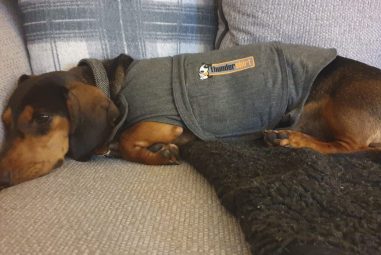 8 Best Anxiety Jackets for Stressed Dogs in 2025