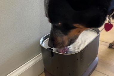 8 Best Automatic Water Dispensers for Pets in 2025