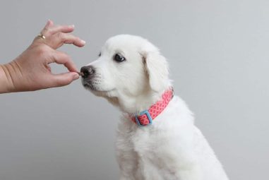 8 Best Calming Treats for Anxious Pets in 2025