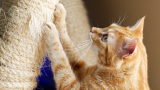 8 Best Cat Scratching Posts for Furniture Protection in 2025