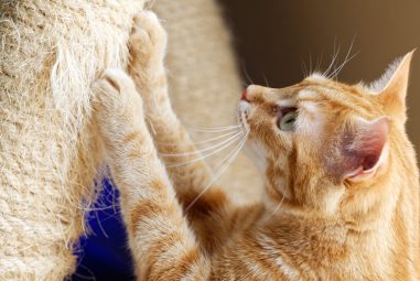 8 Best Cat Scratching Posts for Furniture Protection in 2025