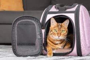 8 Best Cat Travel Carriers With Wheels in 2025