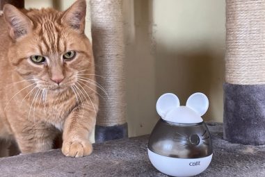 8 Best Cat Treat Dispensers for Training in 2025