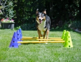 8 Best Dog Agility Kits for Beginners in 2025