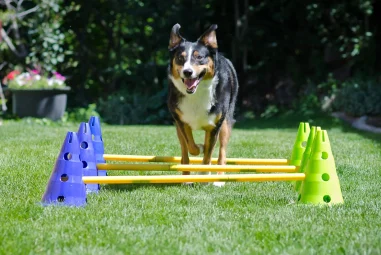8 Best Dog Agility Kits for Beginners in 2025