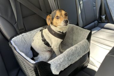 8 Best Dog Car Seats for Small Breeds in 2025