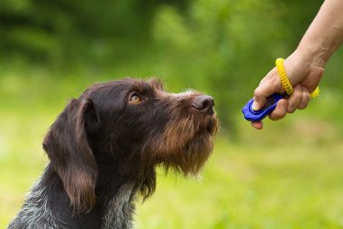 8 Best Dog Clicker Training Kits in 2025