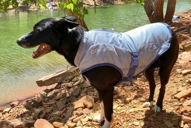 8 Best Dog Cooling Vests for Hot Weather Trips in 2025