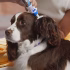 8 Best Puppy Grooming Kits for Beginners in 2025