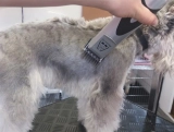 8 Best Dog Grooming Clippers for Thick Coats in 2025