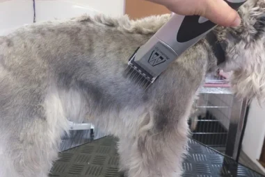 8 Best Dog Grooming Clippers for Thick Coats in 2025