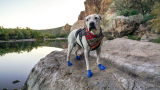 8 Best Dog Hiking Boots for Rough Terrain in 2025
