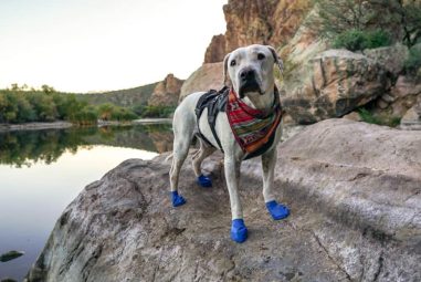 8 Best Dog Hiking Boots for Rough Terrain in 2025