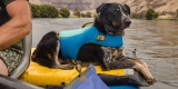 8 Best Dog Life Jackets for Boating in 2025