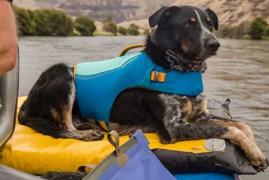 8 Best Dog Life Jackets for Boating in 2025