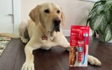 8 Best Dog Toothpaste for Bad Breath in 2025
