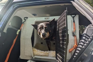 8 Best Dog Travel Crates for Long Drives in 2025