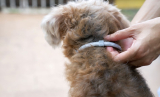 8 Best Flea And Tick Collars for Small Dogs in 2025
