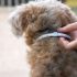 8 Best Grooming Wipes for Messy Puppies in 2025