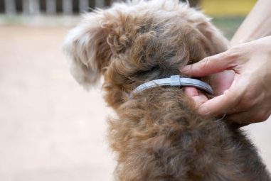 8 Best Flea And Tick Collars for Small Dogs in 2025