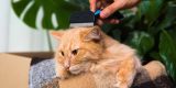 8 Best Flea Combs for Indoor Cats in 2025