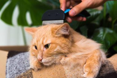8 Best Flea Combs for Indoor Cats in 2025