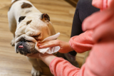 8 Best Grooming Wipes for Messy Puppies in 2025