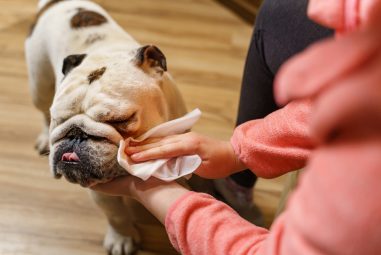 8 Best Grooming Wipes for Messy Puppies in 2025