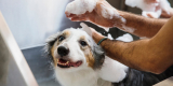 8 Best Hypoallergenic Shampoos for Sensitive Pets in 2025