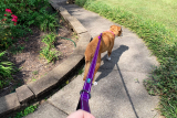 8 Best Long Training Leashes for Recall in 2025