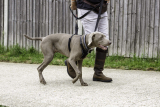 8 Best No Pull Harnesses for Strong Dogs in 2025
