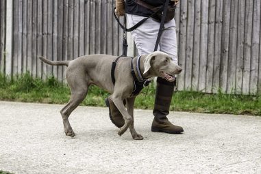 8 Best No Pull Harnesses for Strong Dogs in 2025