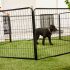 8 Best No Pull Harnesses for Strong Dogs in 2025