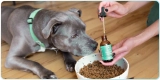 8 Best Pet Cbd Oils for Senior Dogs in 2025