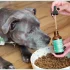 8 Best Electrolyte Powders for Dehydrated Pets in 2025