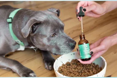 8 Best Pet Cbd Oils for Senior Dogs in 2025