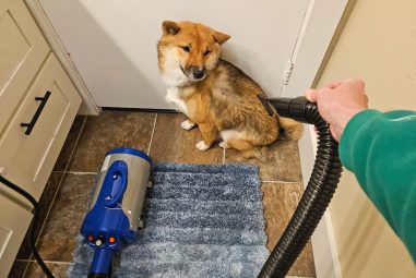 8 Best Pet Hair Dryers for Home Grooming in 2025