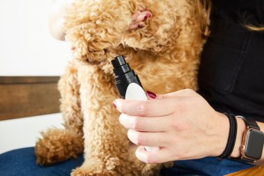 8 Best Pet Nail Grinders for Small Dogs in 2025