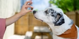 8 Best Senior Dog Mobility Chews in 2025
