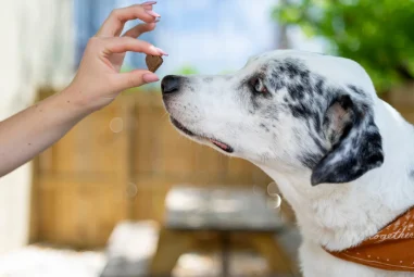 8 Best Senior Dog Mobility Chews in 2025