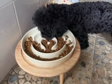 7 Best Slow Feeder Bowls for Fast-Eating Dogs in 2025