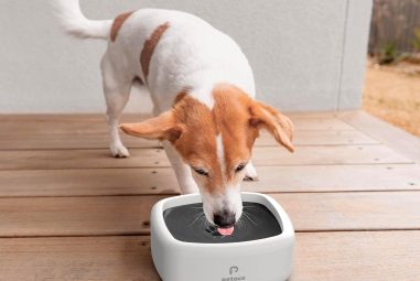 8 Best Spill Proof Dog Water Bowls in 2025