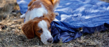 8 Best Waterproof Dog Travel Blankets in 2025
