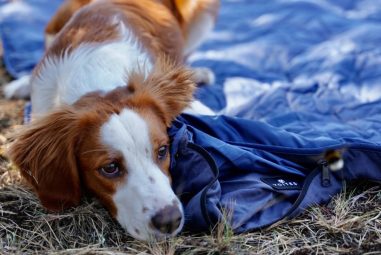 8 Best Waterproof Dog Travel Blankets in 2025