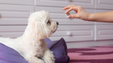 6 Best Worming Tablets for Puppies in 2025
